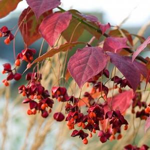 Euonymus planipes, Spindle Tree, Flat-Stalked Spindle Tree, Asian Spindle Tree, Siberian Burning Bush, Euonymus sachalinensis, shrubs, fall color, shrub with berries, red leaves