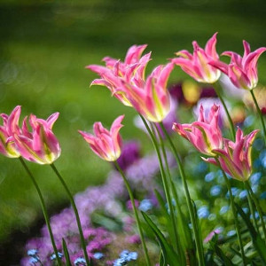 Tulipa 'Virichic' Tulip 'Virichic', Lily-Flowered Tulip 'Virichic', Lily-Flowering Tulip 'Virichic', Lily-Flowered Tulips, Spring Bulbs, Spring Flowers, Pink tulip, mid late season tulip, mid late spring tulip