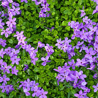 Phlox Stolonifera, Creeping Phlox, Purple Phlox, Purple flowers, Groundcover, Perennial groundcover
