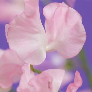 Lathyrus Odoratus 'Southbourne',Sweet Pea 'Southbourne', Fragrant Flowers, Pink Flowers, White Flowers, Annuals, Annual plant, Cut flowers, deer resistant flowers
