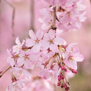Prunus Pendula Weeping Cherry