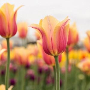 Tulipa Blushing Beauty, Tulip 'Blushing Beauty', Single Late Tulip 'Blushing Beauty', Single Late Tulips, Spring Bulbs, Spring Flowers, Tulipe Blushing Beauty, Yellow tulips, Pink tulips, Tulipes Simples Tardives