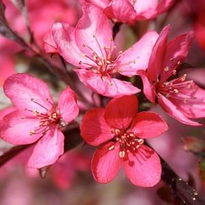 Malus 'Royal Raindrops', Crabapple 'Royal Raindrops', Crab Apple 'Royal Raindrops', Fragrant Tree, Red fruit, red berries, Winter fruits, Pink flowers,