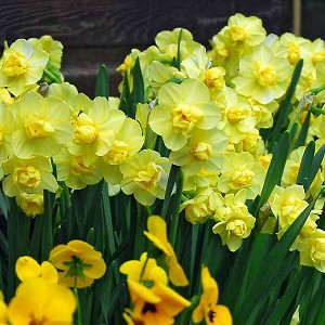 Narcissus Yellow Cheerfulness, Daffodil 'Yellow Cheerfulness', Double Daffodil 'Yellow Cheerfulness', Double Narcissus 'Yellow Cheerfulness', Spring Bulbs, Spring Flowers, Double daffodils, yellow daffodils,  spring flowering bulbs, mid-sized daffodils, d