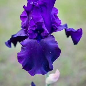 Iris 'Titan's Glory', Tall Bearded Iris Titan's Glory', Iris Germanica Titan's Glory, Dark irises, Award Irises, Purple Irises