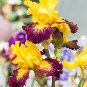 Iris 'Who Needs A Prince', Tall Bearded Iris 'Who Needs A Prince', Iris Germanica 'Who Needs A Prince', Midseason Irises, Bicolor irises, Award Irises, Yellow Irises