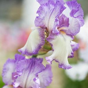 Bulk Best Bet Reblooming German Iris