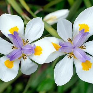 Dietes iridioides,Fortnight Lily, Wild Iris, Cape Iris, African Iris, White Iris,Moraea iridioides, Dietes vegeta