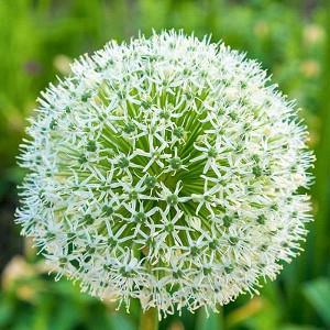 Allium stipitatum 'White Giant', White Allium , Ornamental Onion 'White Giant', Spring Bulbs, Spring Flowers, Late Spring Bloom, Early Summer Bloom
