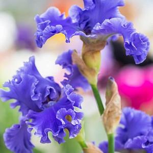 Iris 'Yaquina Blue', Tall Bearded Iris 'Yaquina Blue', Iris Germanica 'Yaquina Blue', Mid Season Irises, Blue irises, Award Irises