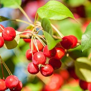 Malus × robusta 'Red Sentinel', Crabapple 'Red Sentinel', Crab Apple 'Red Sentinel', Fragrant Shrub, Fragrant Tree, Red fruit, red berries, Winter fruits