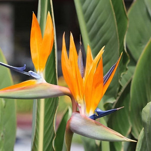 Strelitzia reginae, Bird of Paradise, Strelitzia, Crane Flower, 