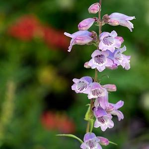 Penstemon Spectabilis Showy Beard Tongue Royal Fast Growing Perennial Seeds Penstemon Spectabilis Showy Beard Tongue Royal Fast Growing Perennial Seeds