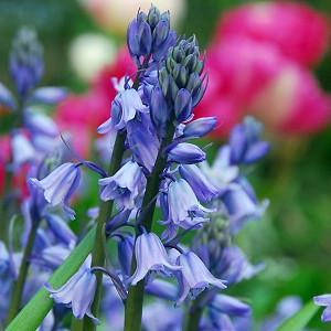 ENGLISH BLUEBELLS Hyacinthoides non-scripta SCILLA OPEN WOODLAND 150 seeds ENGLISH BLUEBELLS Hyacinthoides non-scripta SCILLA OPEN WOODLAND 150 seeds