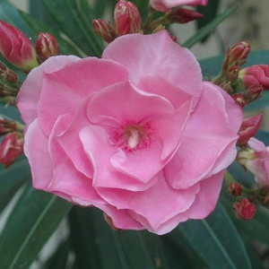 Oleander Pflanze ROSEE DU VENTOUX syn MRS ROEDING 3l Topf 20-30cm