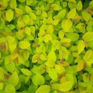 Spiraea Japonica Anthony Waterer Japanese Spirea Spiraea Japonica Anthony Waterer Japanese Spirea