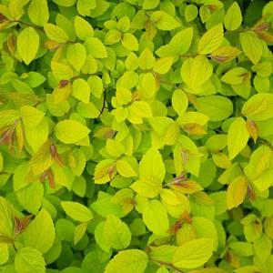 Spiraea Japonica Anthony Waterer Japanese Spirea