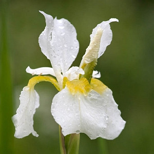 Iris Sibirica 'White Swirl' growing information, Siberian Iris 'White Swirl', Siberian Flag 'White Swirl', White flowers, Flowers for wet soils, Plants for wet soils