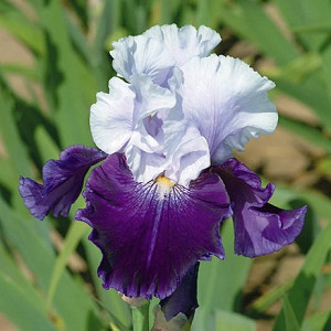 Iris germanica Bronze/Iris germanica Bronce bulbo/tubérculo/raíz 