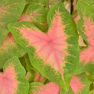 Caladium White Christmas Angel Wings