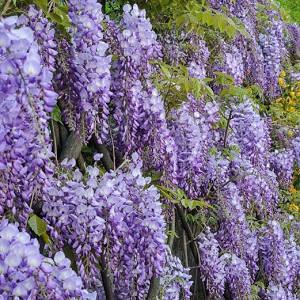 Wisteria Sinensis Prolific,Chinese Wisteria Prolific,Fragrant Vine, Fragrant Shrub, Purple Flowers, Lavender Flowers