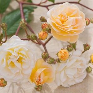 Rose 'Ghislaine de Feligonde', Rosa 'Ghislaine de Feligonde', Rambler Roses, Hybrid Multiflora Roses, Hybrid Musk Roses, Fragrant roses, yellow roses, Climbing Roses