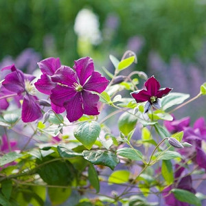 Image of Clematis companion plant for candy corn spirea