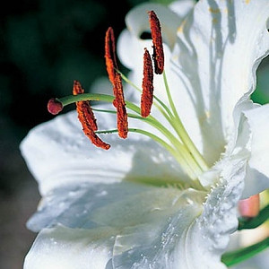 Lilium 'Casa Blanca', Lily 'Casa blanca', Oriental lily 'Casa blanca', Lilium 'Casa Blanca', Summer flowering Bulb, mid summer lilies, late summer lilieswhite lilies, Award lilies