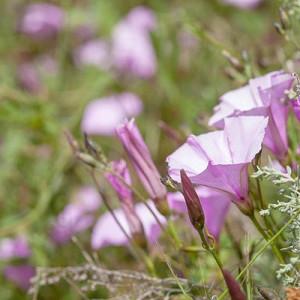 Convolvulus Althaeoides, Mallow Bindweed, Mediterranean Plants, Drought Tolerant plant, Perennial Plant, Pink Flowers