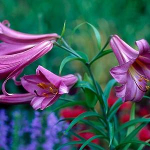 Lily 'Pink Perfection', Trumpet Lily 'Pink Perfection', mid summer flowering Bulbs, late summer flowering lilies, pink lilies, most fragrant lilies, Award lilies