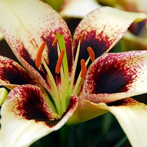 Lilium 'Black Spider', Lily 'Black Spider', Asiatic Lily 'Black Spider', Asiatic Hybrids, Asiatic Lilies, Bicolor Lilies, Fragrant lilies, Lily flower, Lily Flower
