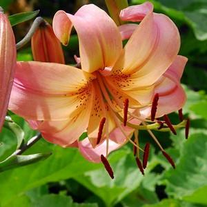 Lilium 'Salmon Twinkle', Lily 'Salmon Twinkle', Asiatic Hybrid Lily 'Salmon Twinkle', Summer flowering Bulb, early summer flowering lilies, pink lilies, salmon lilies