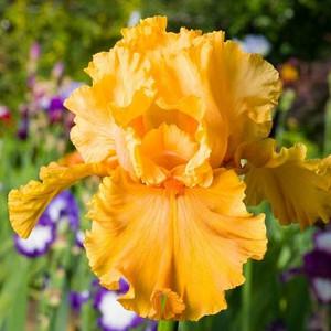 10 Seeds Iris #B Germanica Hardy Perennial