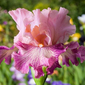 Iris 'Musician', Tall Bearded Iris 'Musician', Iris Germanica 'Musician', Early Midseason Irises, Pink irises, Award Irises, Bicolor Irises, Lilac Irises, Lavender Irises