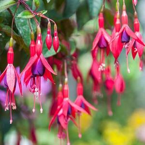 Half-Hardy Perennial Fuchsia /‘Happy Wedding Day/’ Summer Flowering Patio Easy to Grow 10 Postiplugs by Thompson /& Morgan 10
