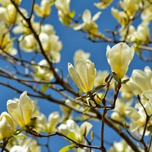 Magnolia 'Yellow Bird', Yellow Bird Magnolia, Yellow magnolia, Winter flowers, Spring flowers, yellow flowers, fragrant trees, fragrant flowers, Magnolia × brooklynensis 'Yellow Bird'