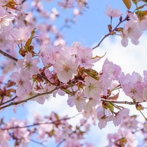 Prunus sargentii, Sargent's Cherry, Flowering Shrub, Fruit Shrub, Exfoliating Bark,Pink flowers, 