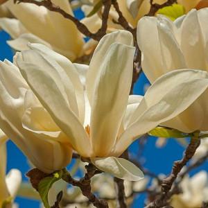 Magnolia 'Ivory Chalice', Early Blooming Magnolias, Deciduous Magnolias, White magnolia, Winter flowers, Spring flowers, White flowers, fragrant trees, fragrant flowers