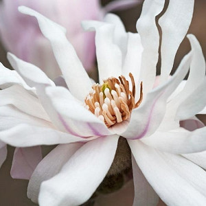 Magnolia stellata 'Centennial', Star Magnolia, Star Magnolia 'Centennial' , White magnolia, Winter flowers, Spring flowers, White flowers, fragrant trees, fragrant flowers