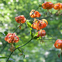 Lilium Superbum, Swamp Lily, American Turk's Cap Lily, Common Turk's Cap Lilies, Summer flowering Bulb, early flowering lilies, orange lilies, part shade lilies, part shade flowering bulbs