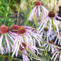 Echinacea Pallida, Pale Purple Coneflower, Rudbeckia Pallida, Brouneria Pallida, Purple Coneflower, Purple Echinacea, Coneflower, Cone flowers, Coneflowers
