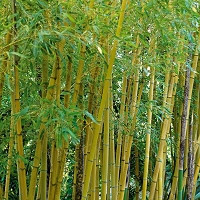 Adiantum venustum,Himalayan Maidenhair Fern, Evergreen Maidenhair, Evergreen Fern, Shade plants, shade perennial, plants for shade, plants for wet soil