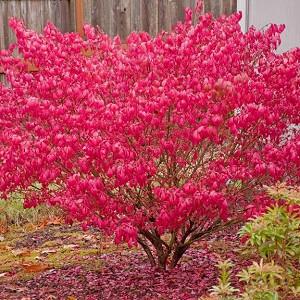 Euonymus alatus, Burning Bush, Winged Spindle Tree, Winged Euonymus, Winged Burning Bush, shrubs, fall color, shrub with berries, red leaves