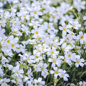 Cerastium Tomentosum, Snow in Summer, Dusty Miller, Jerusalem Star, Snow Plant, Wooly Mouse-Ear Chickweed, white flowers, ground covers, grouncover, perennial ground cover