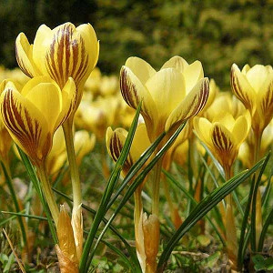 Crocus Chrysanthus 'Gipsy Girl', Crocus 'Gipsy Girl', Snow Crocus, Botanical Crocus, Spring Bulbs, Spring Flowers, Early spring bulb, yellow crocus