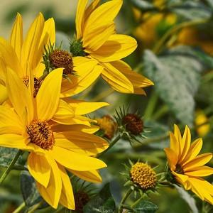 Helianthus maximiliani, Maximilian Sunflower, Perennial Sunflower, Perennial Helianthus, Yellow Flowers, Yellow Perennials