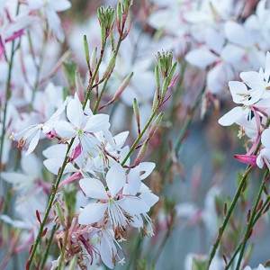 Lindheimer's Beeblossom, Gaura Lindheimeri, drought tolerant perennials, White Gaura, White flowers, deer resistant perennial, salt tolerant perennial