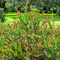 Ilex x Meserveae 'Blue Princess', Blue Holly 'Blue Princess', red berries, evergreen shrub, Aquifoliaceae, Berry, holly, Ilex, winter shrub
