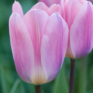 Tulipa 'Light And Dreamy', Tulip 'Light And Dreamy', Darwin Hybrid Tulip 'Light And Dreamy', Darwin Hybrid Tulips, Spring Bulbs, Spring Flowers, Pink Tulip