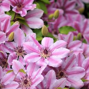 Clematis 'Nelly Moser', Early Large-Flowered Clematis 'Nelly Moser', group 2 clematis, pink clematis, Bi-color Clematis, Clematis Vine, Clematis Plant, Flower Vines, Clematis Flower, Clematis Pruning